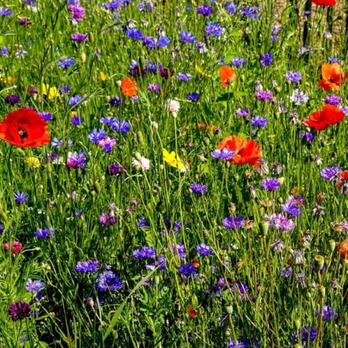 Kwietna łąka miododajna Bee’s Universe nasiona 100g