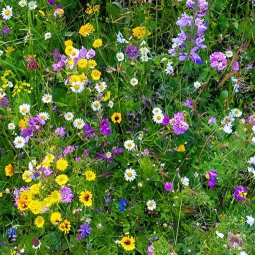 Kwietna łąka dzikich roślin miododajna nasiona 500g