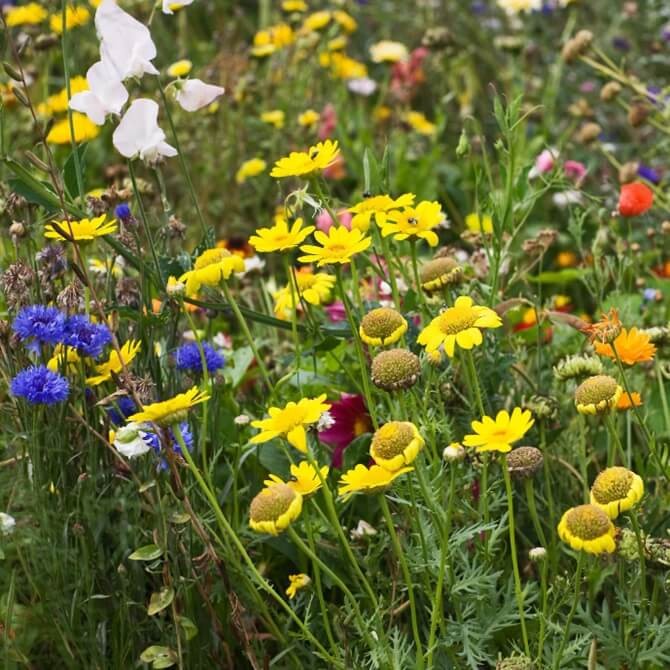 Kwietna łąka Mieszanka roślin miododajnych dzikich (jedno- i wieloletnie) nasiona 500g (2).jpg