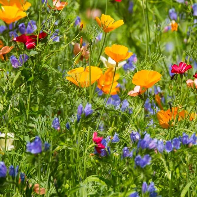 Kwietna łąka Mieszanka roślin na ostatnią chwilę (jednoroczne) nasiona 125g (2).jpg