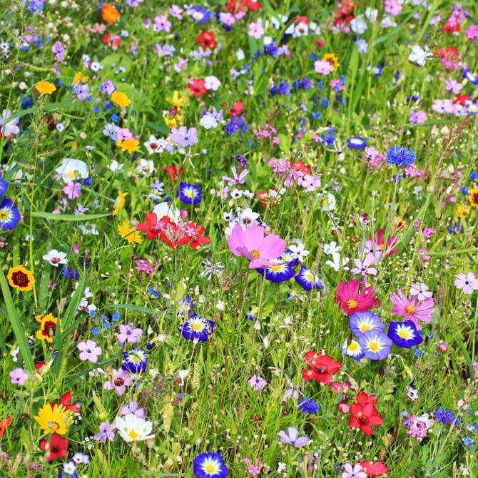Kwietna łąka Mieszanka roślin na ostatnią chwilę (jednoroczne) nasiona 125g (3).jpg