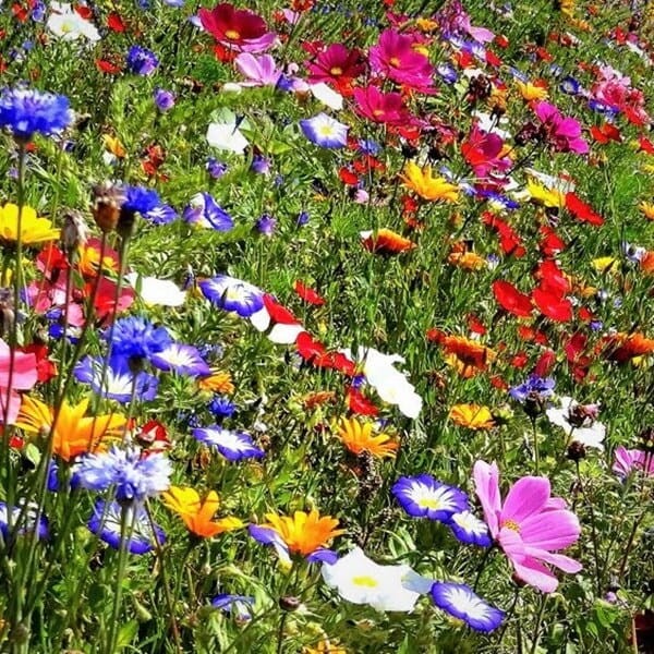 Kwietna łąka Mieszanka roślin o pachnących kwiatach nasiona 125g (3).jpg