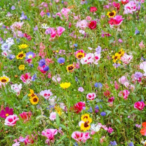 Kwietna łąka z roślin o pachnących kwiatach nasiona 125g