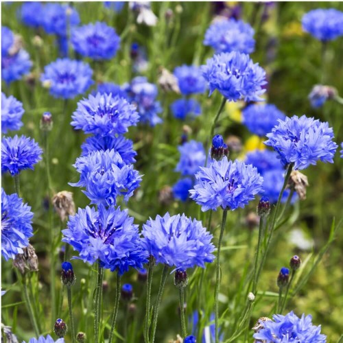 Roślina Miododajna CHABER BŁAWATEK nasiona XXL 100g