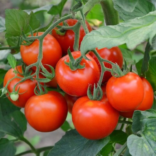 BIO Pomidor gruntowy wysoki FAWORYT nasiona ekologiczne 0,2g