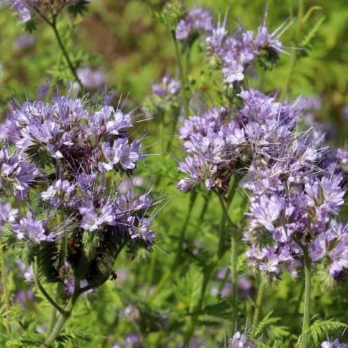 Roślina Miododajna FACELIA BŁĘKITNA nasiona XXL 100g