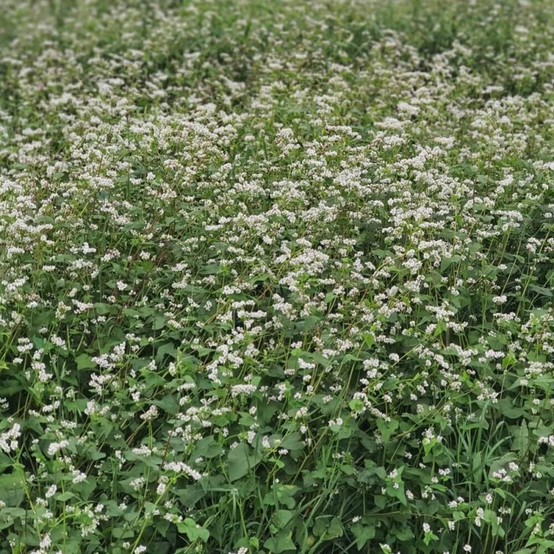 Roślina Miododajna GRYKA ZWYCZAJNA nasiona 100g (1).jpg