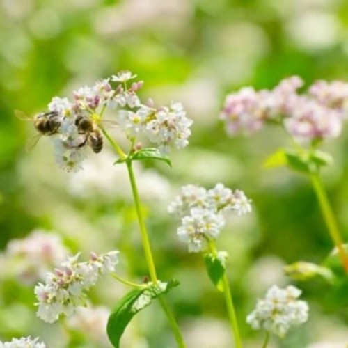 Roślina Miododajna GRYKA ZWYCZAJNA nasiona XXL 100g