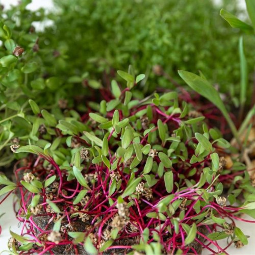 Microgreens - Szarłat jadalny 2g
