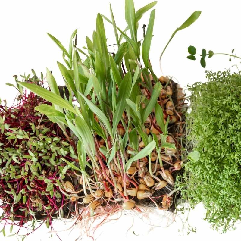 Microgreens szarłat jadalny 2g nasiona (3).jpg