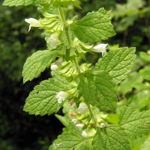 Roślina Miododajna MELISA LEKARSKA nasiona XXL 100g