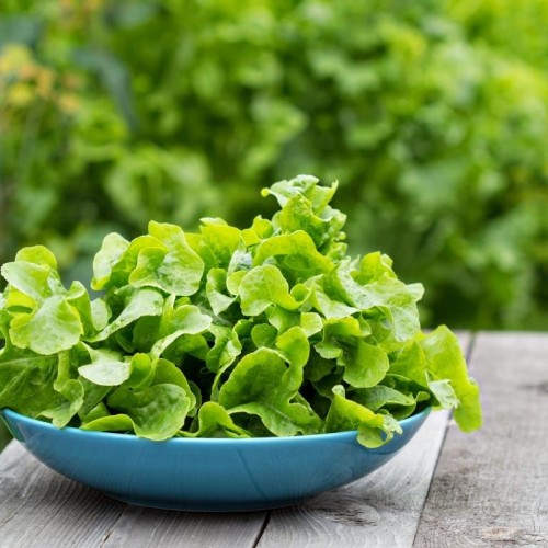 Microgreens - Sałata zielona 15g