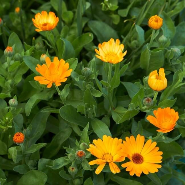 Roślina Miododajna NAGIETEK LEKARSKI nasiona 100g (1).jpg