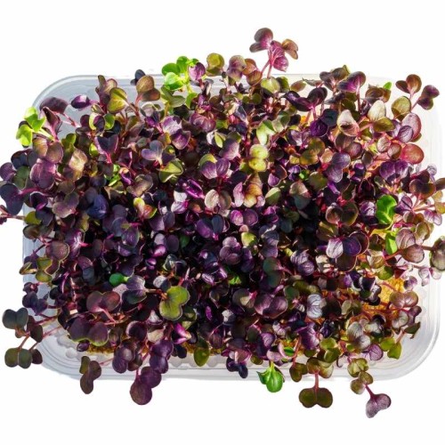Microgreens - Rzodkiew 3g