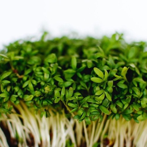 Microgreens - Rzeżucha 4g