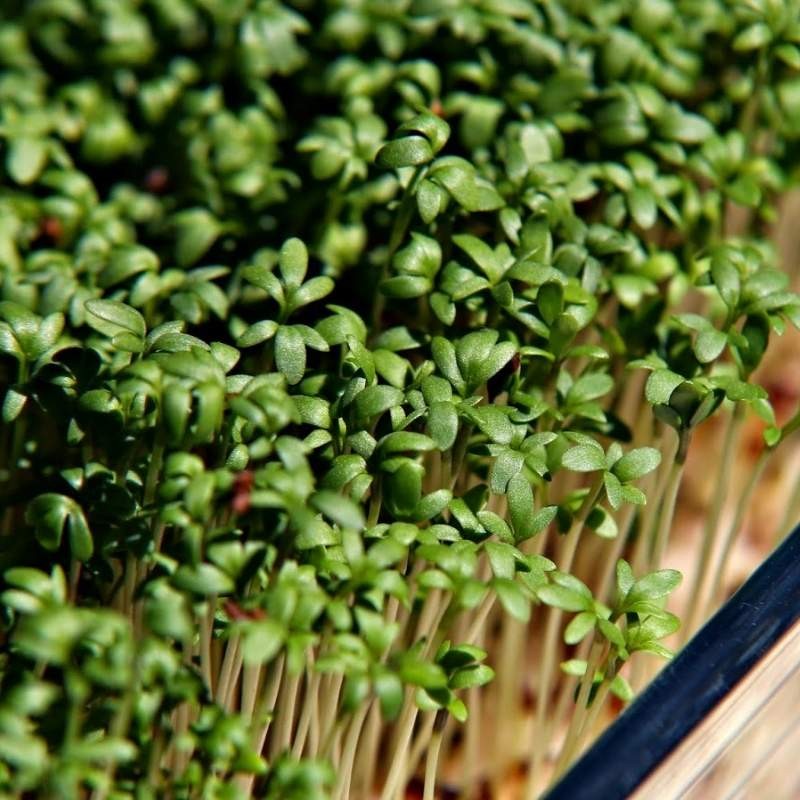 Microgreens rzeżucha 4g nasiona (3).jpg