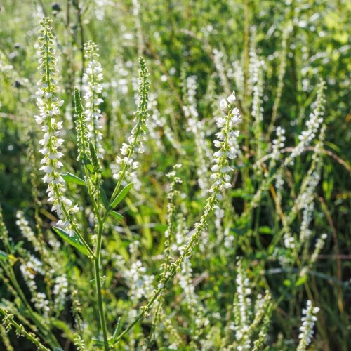 Roślina Miododajna NOSTRZYK biały nasiona XXL 100g