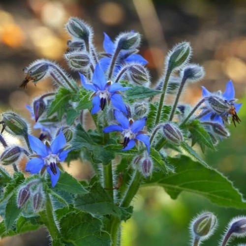 Roślina Miododajna OGÓRECZNIK nasiona XXL 100g