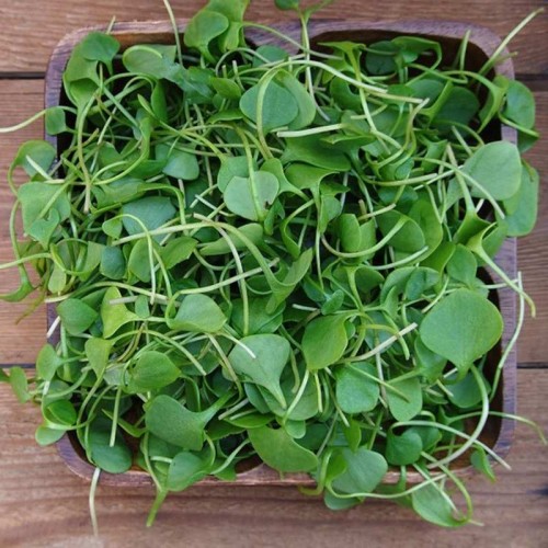 Microgreens - Rukiew wodna 2g
