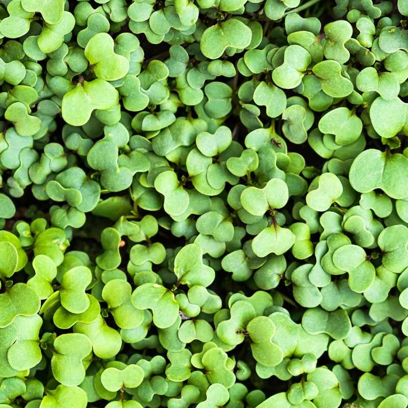 Microgreens rokietta siewna 2g nasiona (1).jpg