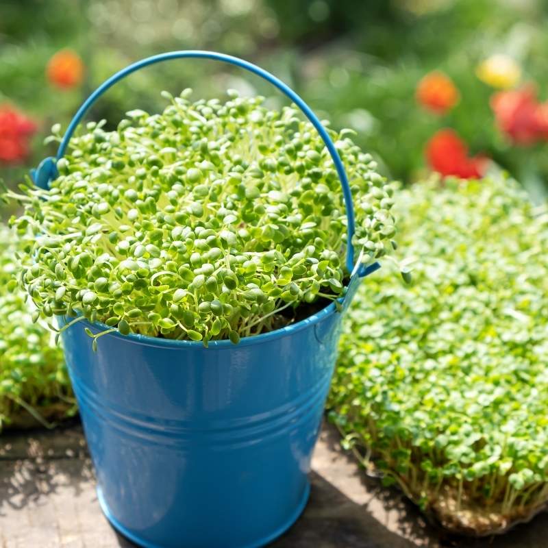 Microgreens rokietta siewna 2g nasiona (3).jpg
