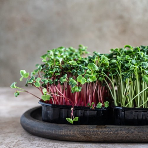 Microgreens - Pachnotka zwyczajna purpurowa 3g