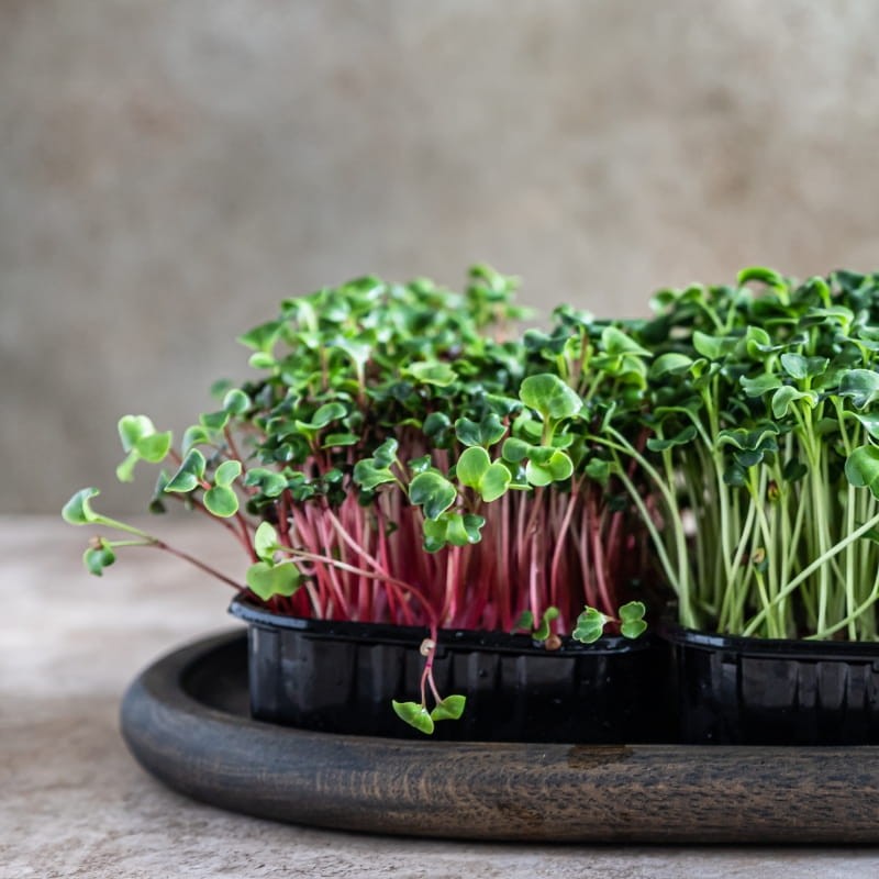 Microgreens pachnotka zwyczajna purpurowa 3g nasiona (1).jpg