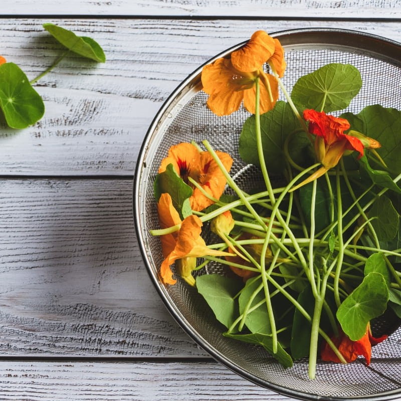 Microgreens nasturcja niska półpełna różowa 20g nasiona (1).jpg