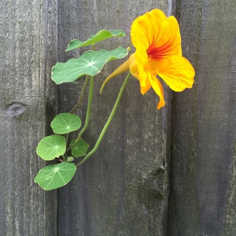 Microgreens nasturcja niska półpełna różowa 20g nasiona (3).jpg