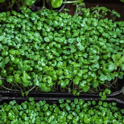 Microgreens - Lucerna siewna 4g