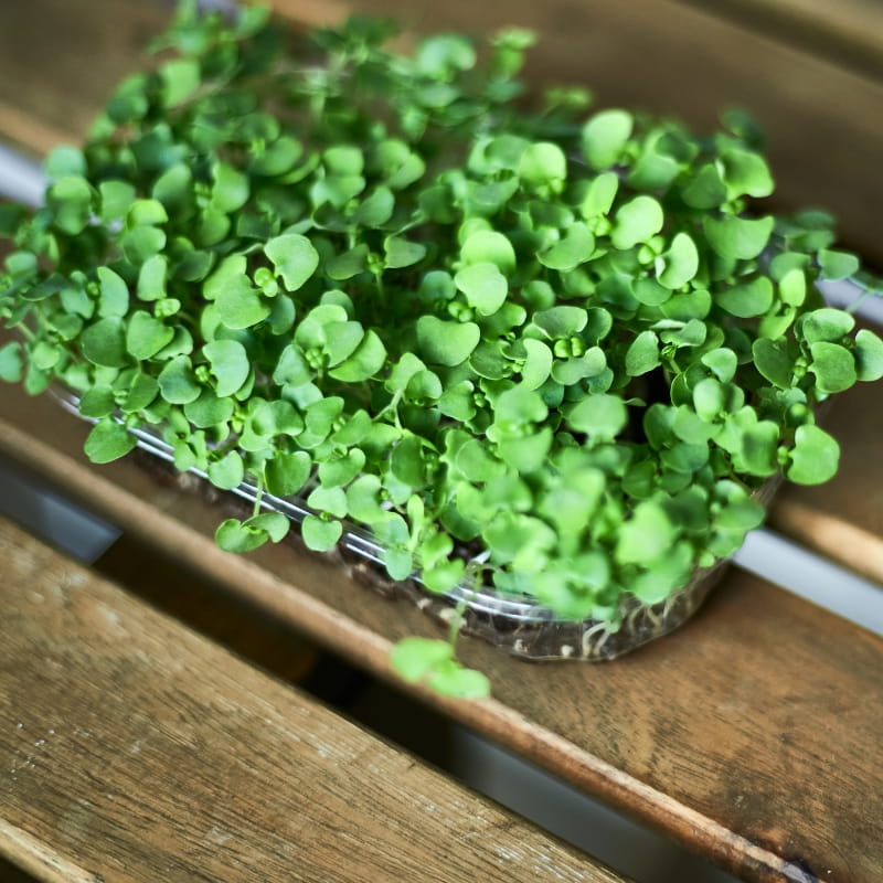 Microgreens lucerna siewna 4g nasiona (3).jpg