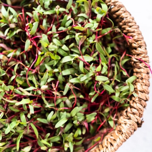 Microgreens - Burak liściowy czerwonolistny 10g