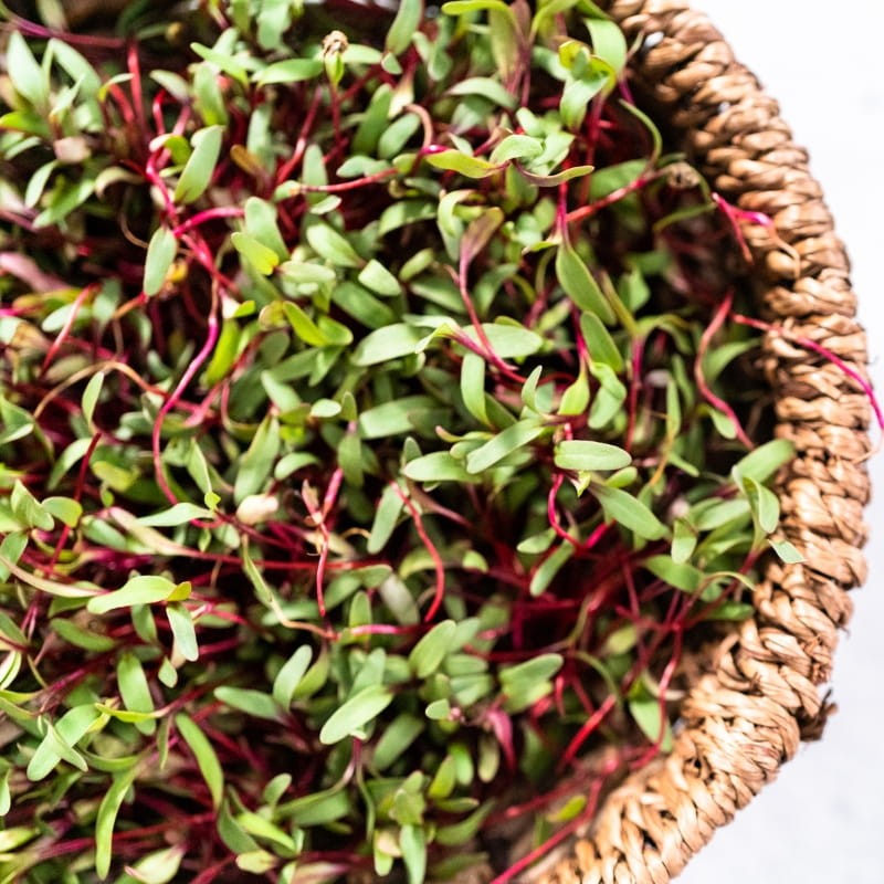 Microgreens burak liściowy czerwonolistny 10g nasiona (1).jpg