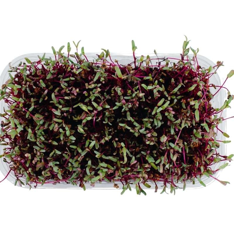 Microgreens burak liściowy czerwonolistny 10g nasiona (3).jpg