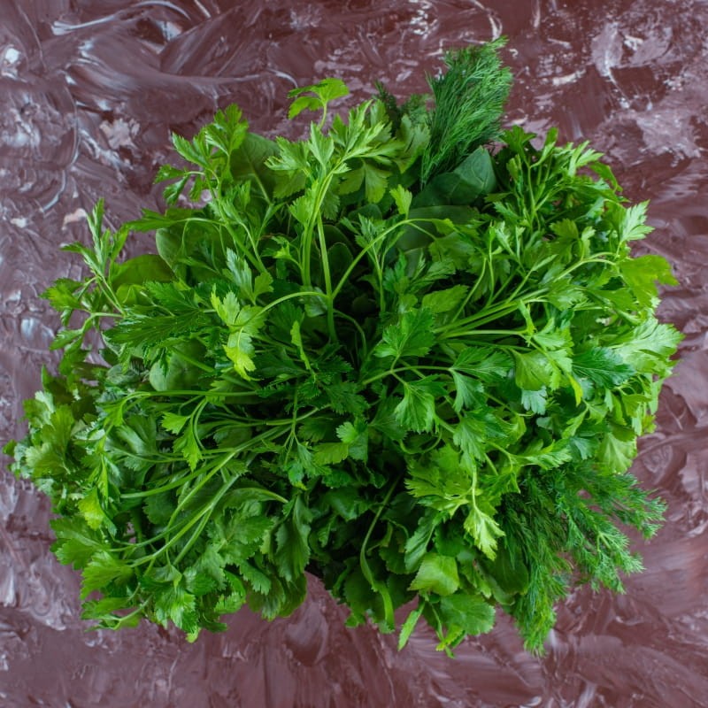 Microgreens kolendra siewna 4g nasiona (1).jpg