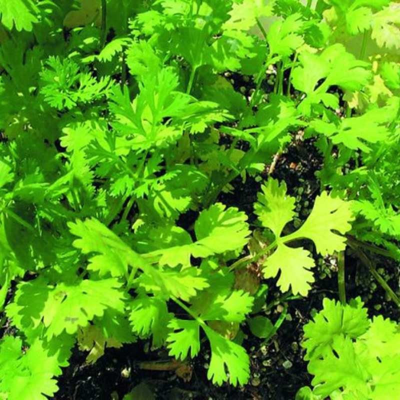Microgreens kolendra siewna 4g nasiona (3).jpg