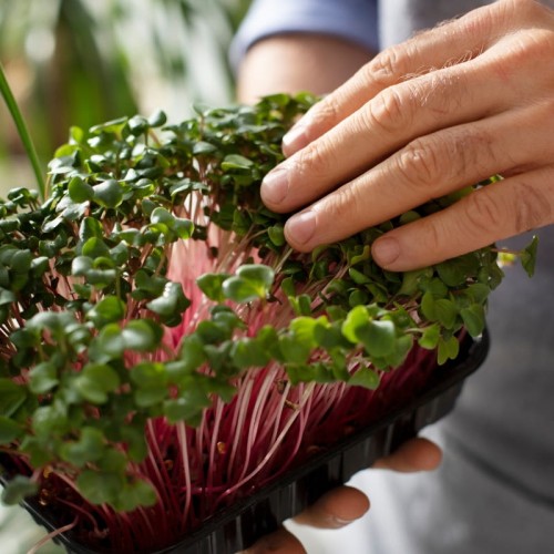 Microgreens - Kalarepa fioletowa 4g