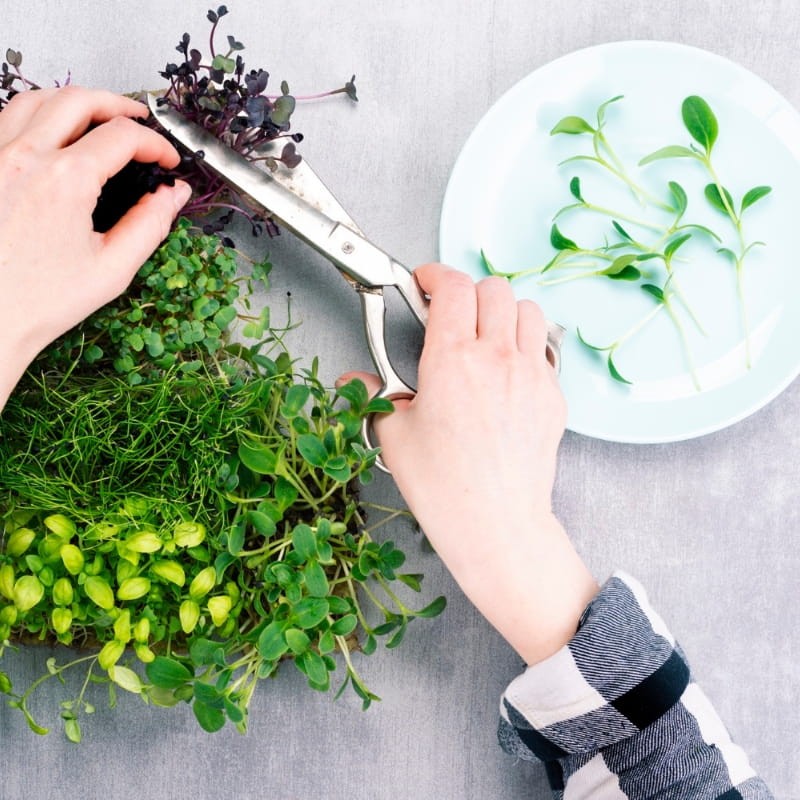 Microgreens kalarepa fioletowa 4g nasiona (3).jpg