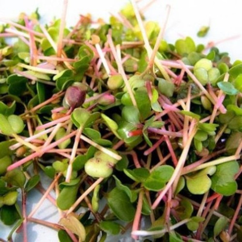 Microgreens - Rzodkiewka czerwona 5g