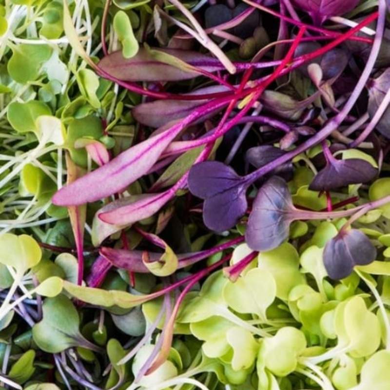 Microgreens rzodkiewka czerwona 5g nasiona (3).jpg