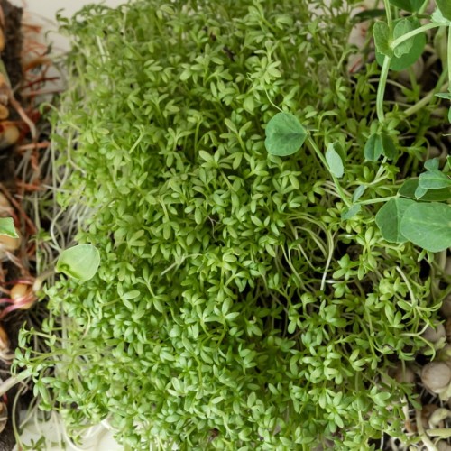 Microgreens - Koper ogrodowy 4g