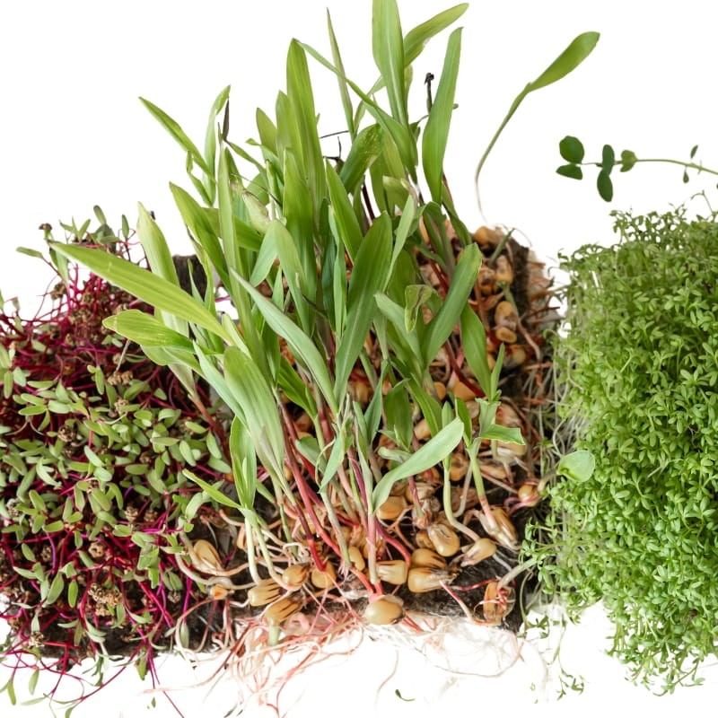Microgreens koper ogrodowy 4g nasiona (3).jpg