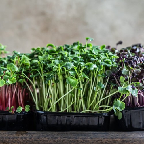 Microgreens - Jarmuż nis. zielony kędzierzawy 3g