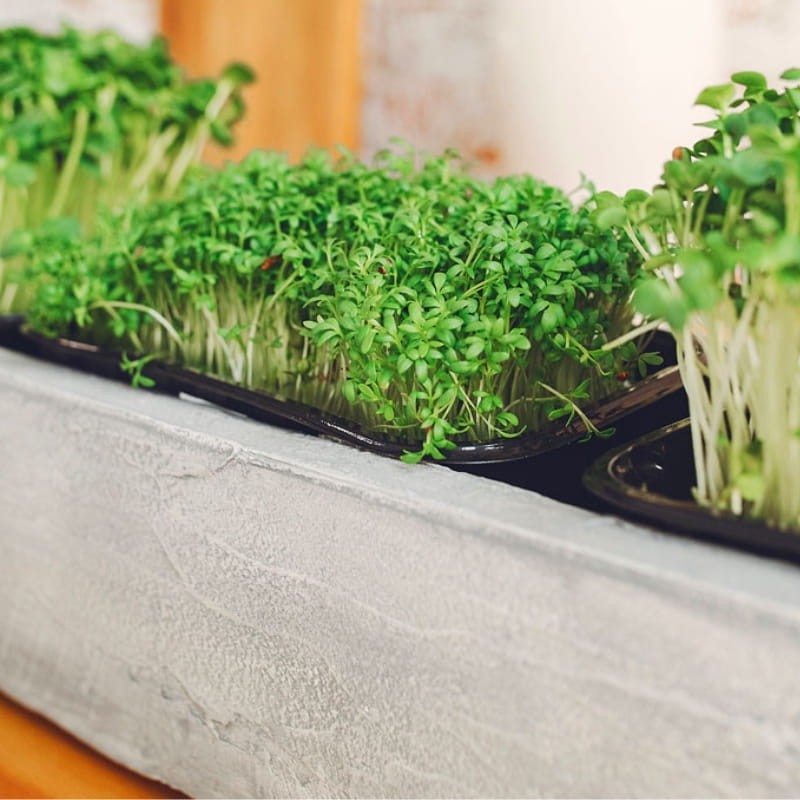 Microgreens jarmuż nis. zielony, kędzierzawy 3g nasiona (3).jpg