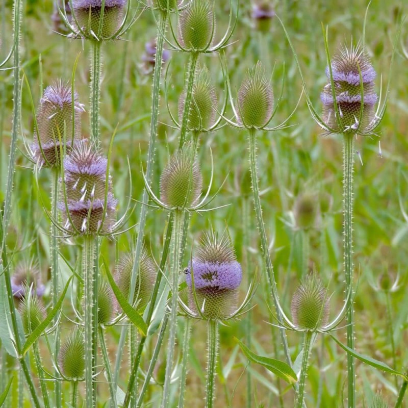 Roślina Miododajna SZCZEĆ POSPOLITA nasiona 100g (2).jpg