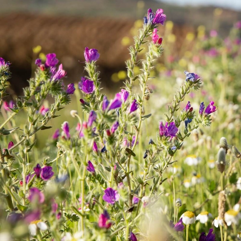 Roślina Miododajna ŻMIJOWIEC GRECKI nasiona 100g (1).jpg