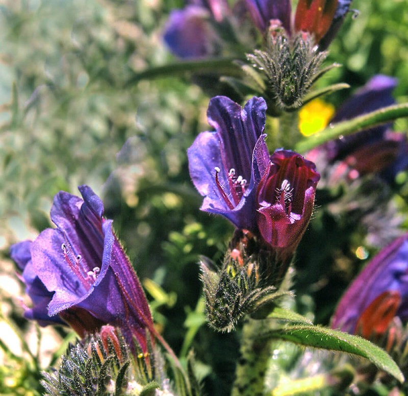 Roślina Miododajna ŻMIJOWIEC GRECKI nasiona 100g (2).jpg