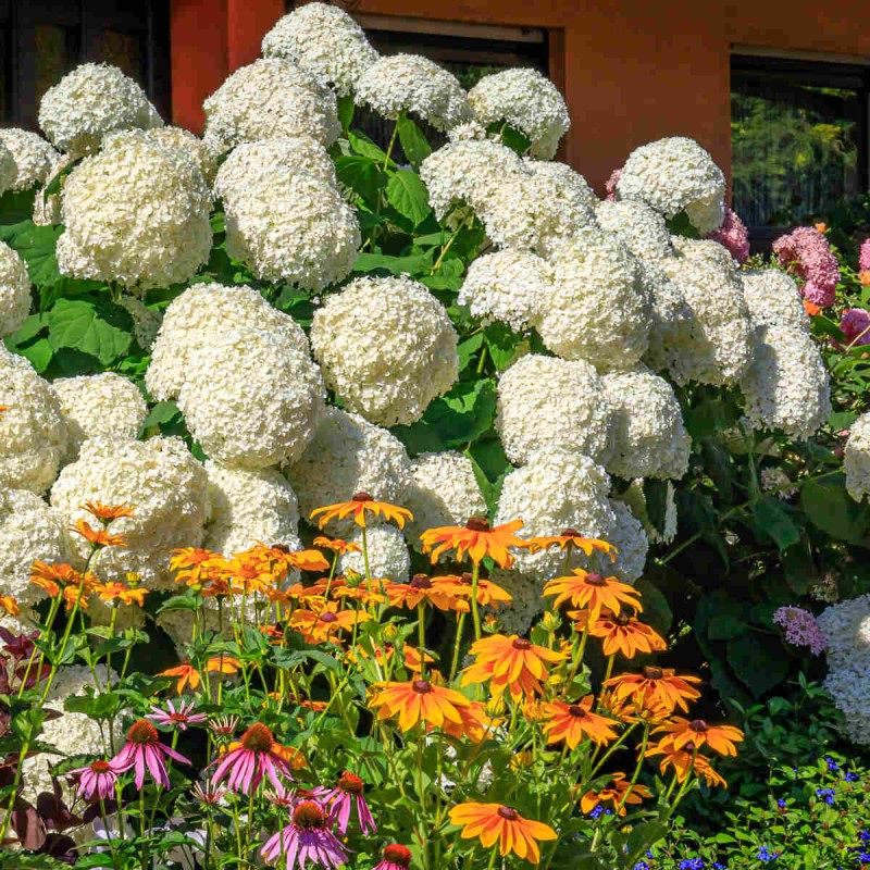 hortensja drzewiasta Hydrangea arborescens strong p12 sklep