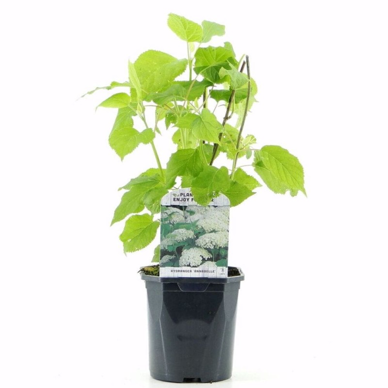 Hortensja drzewiasta ANNABELLE sadzonka cena