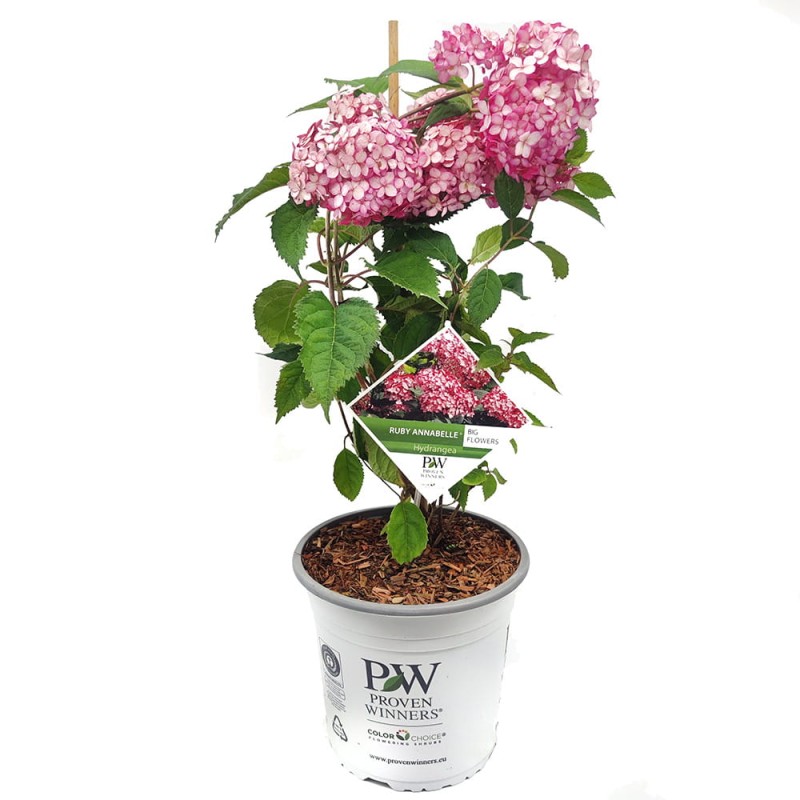 Hortensja drzewiasta RUBY ANNABELLE Sadzonka w donicy c5